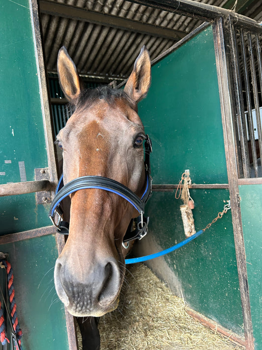 Navy padded headcollar