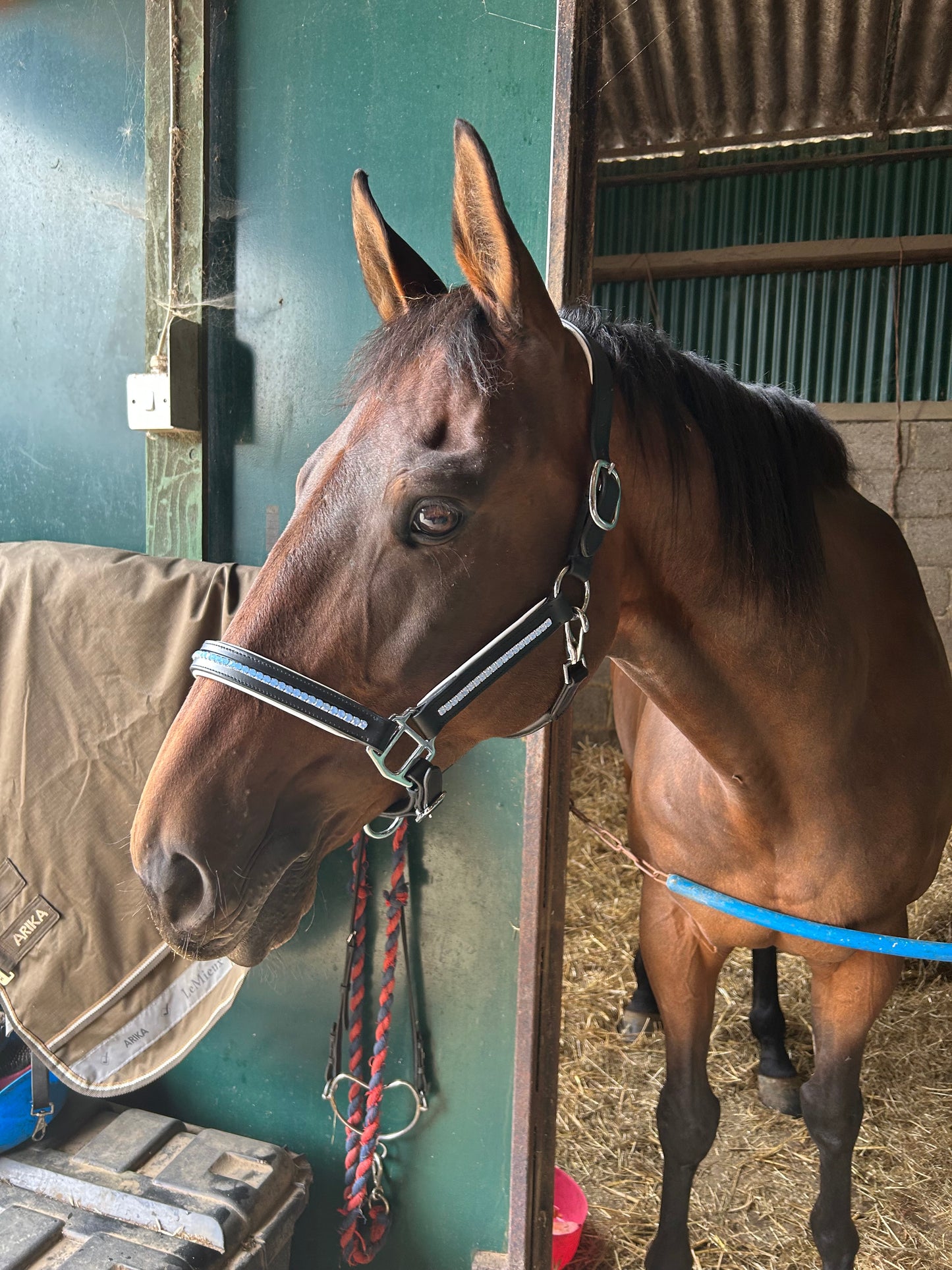 White padded headcollar