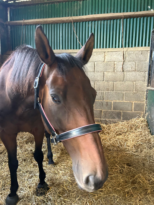 Pink padded headcollar