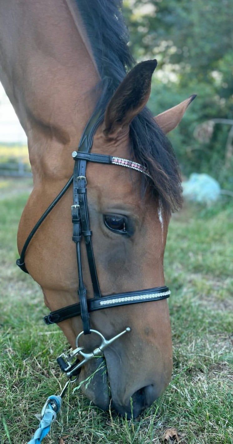 Twinkly cavesson noseband